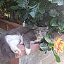 cat, animal, pet, gray_cat, white_fur, relaxed, outdoor, plant, flower, green_leaves, brick, ledge, nature, whiskers, tail, paws, yellow_eyes, curious, sunlight, garden