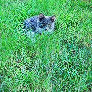 Pelos Finos joined the competition — help win amazing prizes! cat, gray_cat, white_cat, grass, green_grass, outdoor, animal, pet, alert, crouching, nature, feline, whiskers, ears, eyes, mammal, wildlife, closeup, summer, daylight