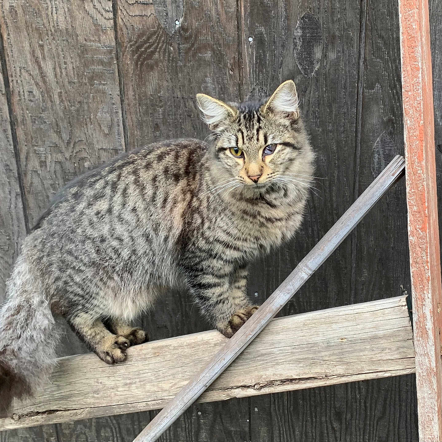 Tonchito joined the competition — help win amazing prizes! animal, balanced, black_and_white_cat, cat, closeup, curious, ears, feline, fur, nature, outdoor, pet, playful, standing, tabby_cat, tail, two_cats, whiskers, wooden_fence, wooden_plank