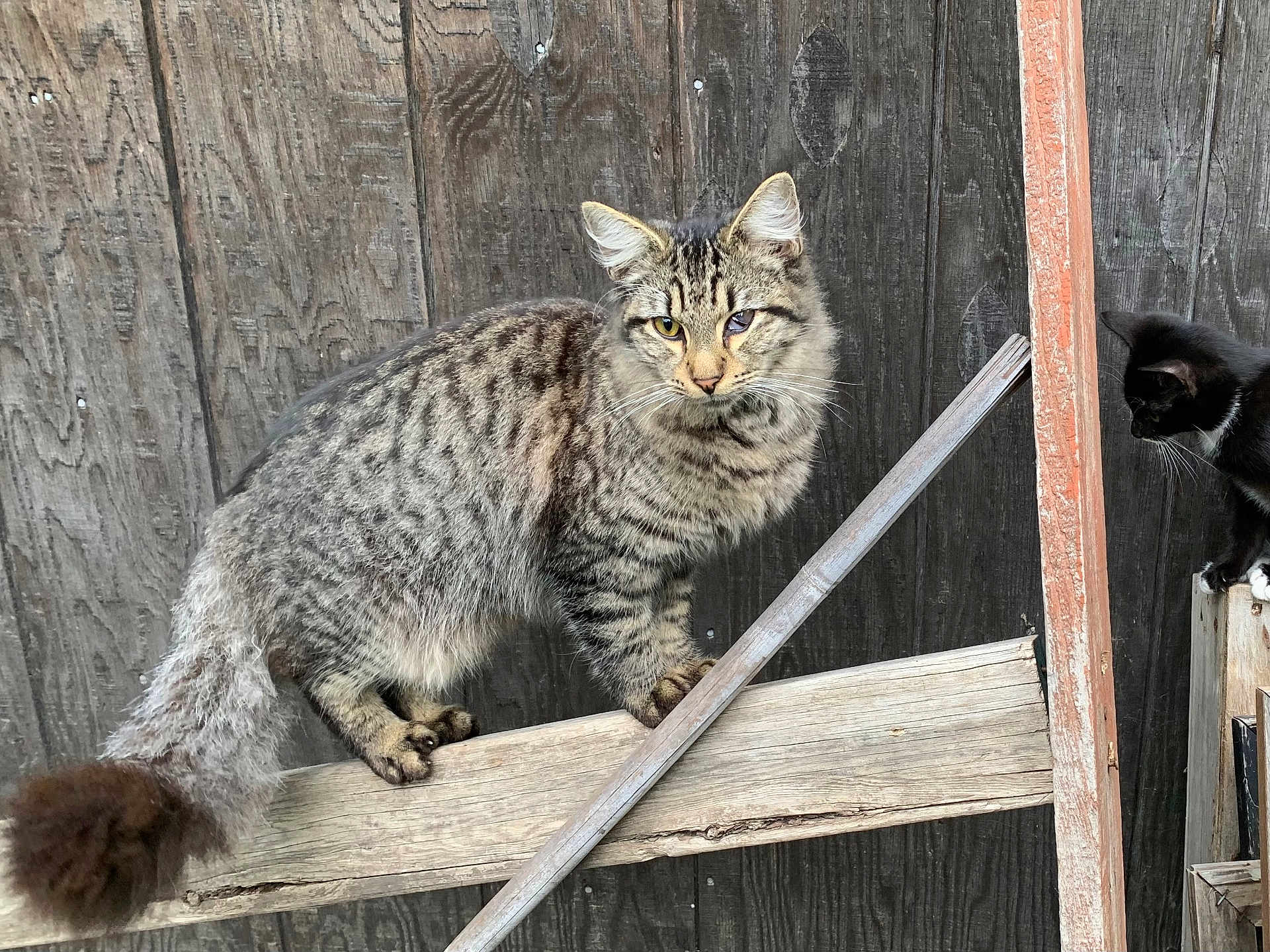 Tonchito joined the competition — help win amazing prizes! cat, tabby_cat, black_and_white_cat, wooden_fence, wooden_plank, outdoor, animal, pet, curious, feline, tail, whiskers, ears, fur, balanced, standing, nature, closeup, two_cats, playful