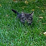Tonchito is registered to the contest to win money with this photo: kitten, cat, grass, outdoor, greenery, nature, animal, young, tabby, fur, crouching, predator, eyes, focus, sunlight, leaves, field, small, cute, playful