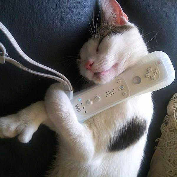 Boxer joined the competition — help win amazing prizes!