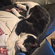 Ares a rejoint le concours — aidez-le/la à gagner de superbes lots ! cat, black_and_white, pet, feline, lap, person, clothing, couch, indoor, relaxing, fur, whiskers, snack_wrapper, yellow, comfort, curious, animal, resting, close_up, soft_lighting