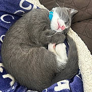 Shamu is registered to the contest to win money with this photo: blanket, cat, collar, cozy, curled_up, cute, domestic_animal, feline, fur, gray_fur, indoor, kitten, pet, pink_nose, relaxation, resting, sleeping, soft_texture, tail, white_fur