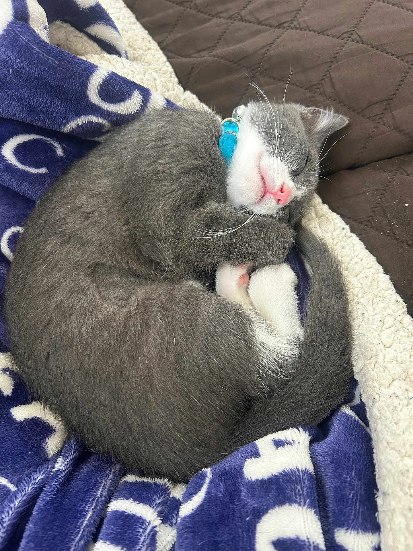 Shamu is registered to the contest to win money with this photo: blanket, cat, collar, cozy, curled_up, cute, domestic_animal, feline, fur, gray_fur, indoor, kitten, pet, pink_nose, relaxation, resting, sleeping, soft_texture, tail, white_fur