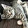 Tigerlily