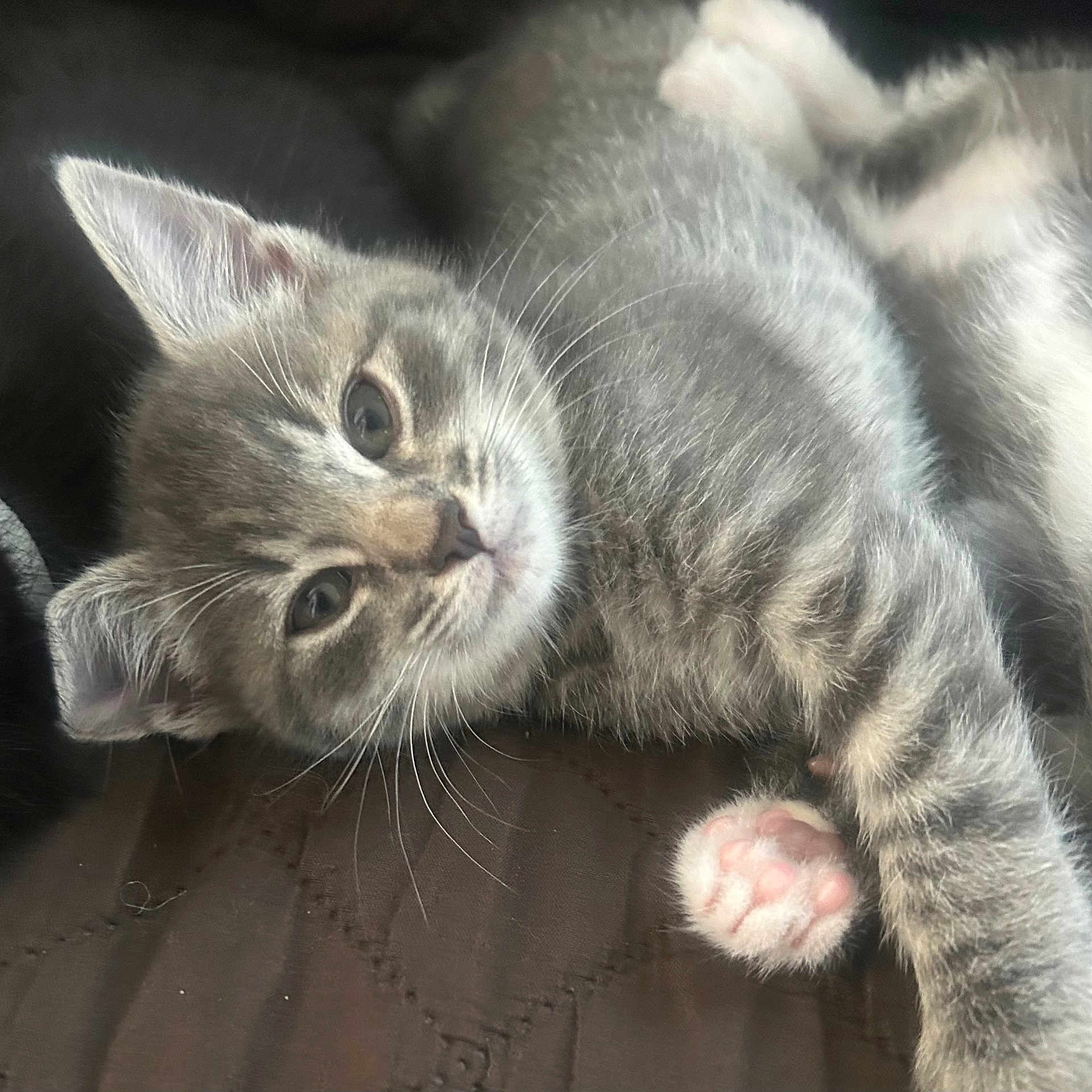 Tigerlily