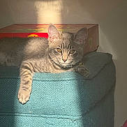 Tigerlily is registered to the contest to win money with this photo: animal, box, cat, cozy, cute, ears, fabric, feline, home, indoor, kitten, paw, pet, relaxed, resting, soft, sunlight, tabby, teal, whiskers