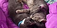 Tigerlily is registered to the contest to win money with this photo: animal, bed, blanket, cat, cats, comfort, cozy, cute, domestic_cat, feline, gray_cat, indoor, pets, purple_blanket, resting, sleeping, snuggling, soft, striped_cat, two_cats
