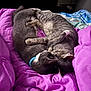 animal, bed, blanket, cat, cats, comfort, cozy, cute, domestic_cat, feline, gray_cat, indoor, pets, purple_blanket, resting, sleeping, snuggling, soft, striped_cat, two_cats