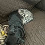 animal, black_dog, blanket, cat, companion, couch, cozy, cute, dog, domestic_animal, friendship, fur, gray_tabby, indoor, kitten, pet, quilted, resting, sleeping, snuggling