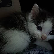 Princess is registered to the contest to win money with this photo: kitten, cat, animal, pet, fur, whiskers, cute, young, closeup, dark, black_background, eyes, face, nose, sleeping, indoor, cozy, feline, small, fluffy