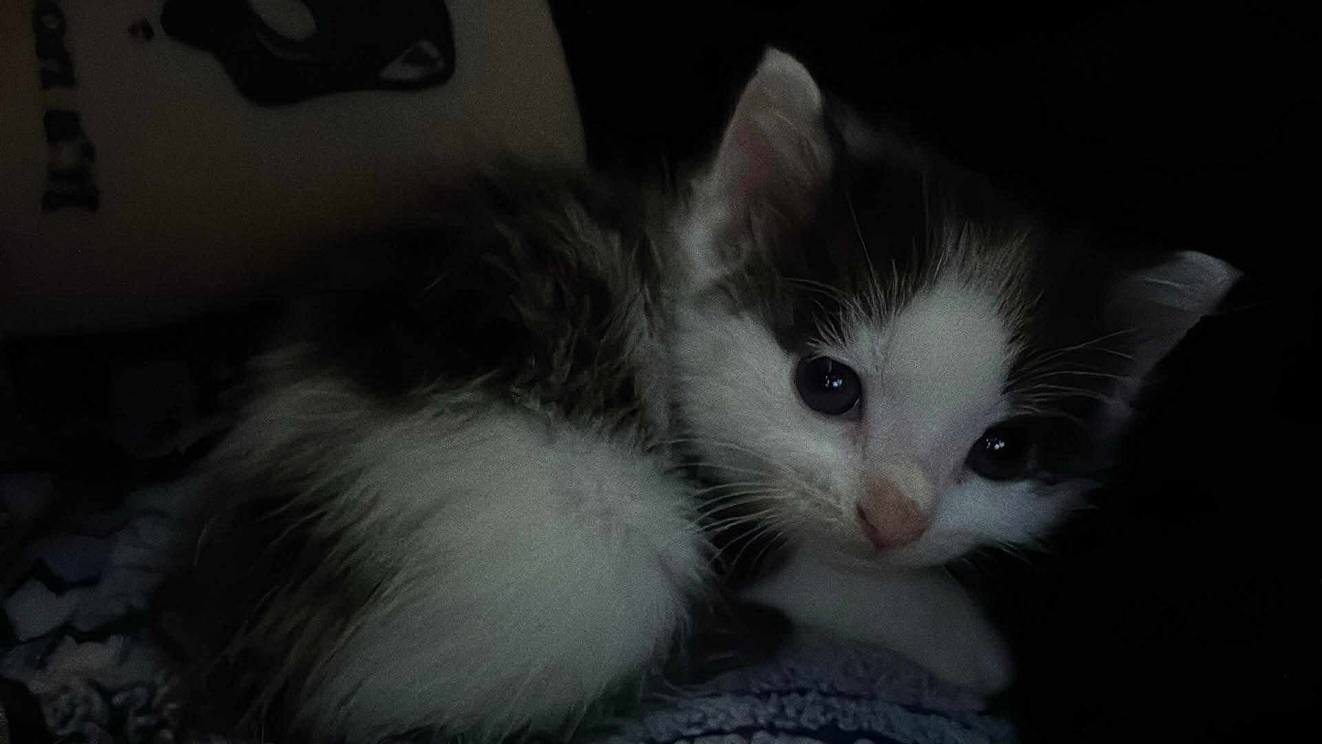 Princess is registered to the contest to win money with this photo: kitten, cat, animal, pet, fur, whiskers, cute, young, closeup, dark, black_background, eyes, face, nose, sleeping, indoor, cozy, feline, small, fluffy