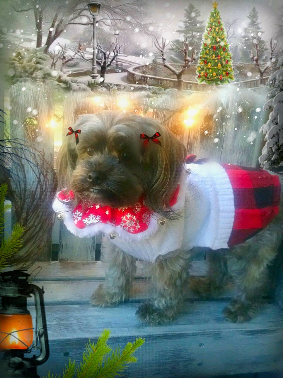 Lexy joined the competition — help win amazing prizes! cairn_terrier, canidae, carnivore, christmas, christmas_ornament, dog, dog_breed, glen_of_imaal_terrier, havanese, irish_soft_coated_wheaten_terrier, lhasa_apso, non_sporting_group, petit_basset_griffon_vendeen, schnoodle, sealyham_terrier, shih_tzu, sporting_group, tibetan_terrier, toy_dog, yorkshire_terrier