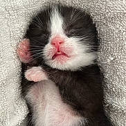 Oreo participe au concours pour gagner de l'argent avec cette photo : kitten, newborn, sleeping, black_and_white, pink_nose, pink_paws, towel, soft, cozy, cute, animal, pet, feline, resting, closed_eyes, tiny, fur, whiskers, peaceful, close_up