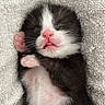 kitten, newborn, sleeping, black_and_white, pink_nose, pink_paws, towel, soft, cozy, cute, animal, pet, feline, resting, closed_eyes, tiny, fur, whiskers, peaceful, close_up