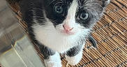 Oreo a rejoint le concours — aidez-le/la à gagner de superbes lots ! kitten, cat, black_and_white, blue_eyes, whiskers, paws, curious, looking_up, woven_mat, indoor, pet, cute, fur, small, animal, domestic, close_up, young, playful, adorable