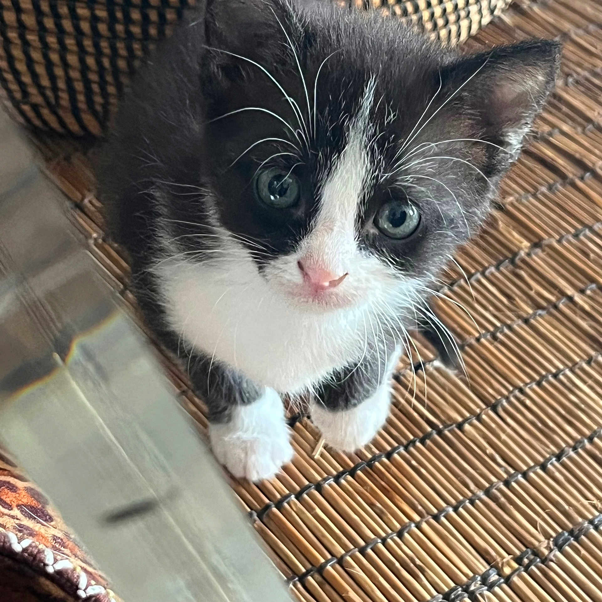 Oreo