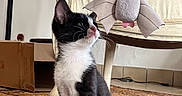 Oreo a rejoint le concours — aidez-le/la à gagner de superbes lots ! animal, bat_toy, black_and_white, cardboard_box, cat, curious, domestic_cat, feline, floor, indoor, kitten, looking_up, pet, playful, plush_toy, rug, sitting, toy, vintage_chair, whiskers