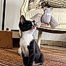 Oreo a rejoint le concours — aidez-le/la à gagner de superbes lots ! kitten, cat, black_and_white, toy, plush_toy, bat_toy, curious, indoor, vintage_chair, cardboard_box, rug, floor, pet, animal, whiskers, sitting, looking_up, playful, feline, domestic_cat