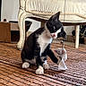 Oreo participe au concours pour gagner de l'argent avec cette photo : kitten, cat, black_and_white, toy, mouse_toy, paw, floor_mat, vintage_chair, cardboard_box, indoor, curious, playful, pet, animal, whiskers, furniture, head_tilt, texture, home, cute