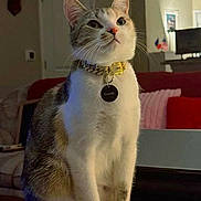 Pepper joined the competition — help win amazing prizes! animal, cat, collar, cute, domestic, ears, eyes, face, fur, furniture, gold, home, indoor, living_room, nose, paw, pet, sitting, table, whiskers