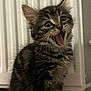 kitten, cat, tabby, fur, pet, animal, cute, indoor, box, sitting, mouth_open, whiskers, ears, feline, young, playful, domestic, portrait, furry, small