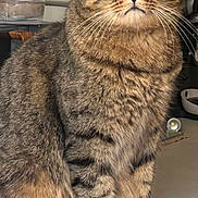 Narco a rejoint le concours — aidez-le/la à gagner de superbes lots ! cat, tabby_cat, feline, pet, animal, sitting, fur, whiskers, tail, eyes, domestic, indoor, kitchen, countertop, medication_box, curious, striped_fur, close_up, portrait, calm