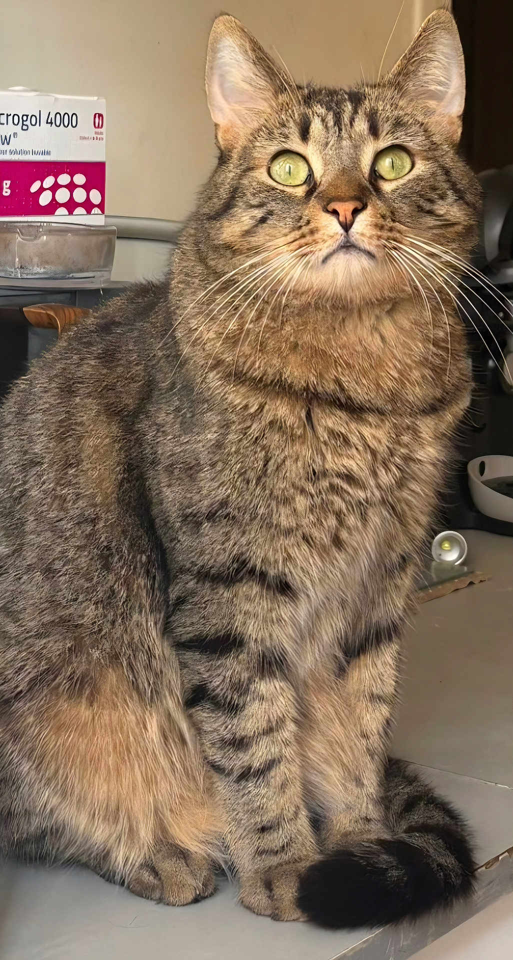 Narco a rejoint le concours — aidez-le/la à gagner de superbes lots ! cat, tabby_cat, feline, pet, animal, sitting, fur, whiskers, tail, eyes, domestic, indoor, kitchen, countertop, medication_box, curious, striped_fur, close_up, portrait, calm