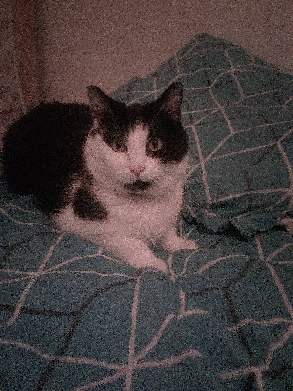 Azerty a rejoint le concours — aidez-le/la à gagner de superbes lots ! box, carnivore, cat, comfort, domestic_short_haired_cat, felidae, flooring, fur, grey, monochrome, monochrome_photography, pattern, paw, pet_supply, small_to_medium_sized_cats, snout, tail, tile, tints_and_shades, whiskers