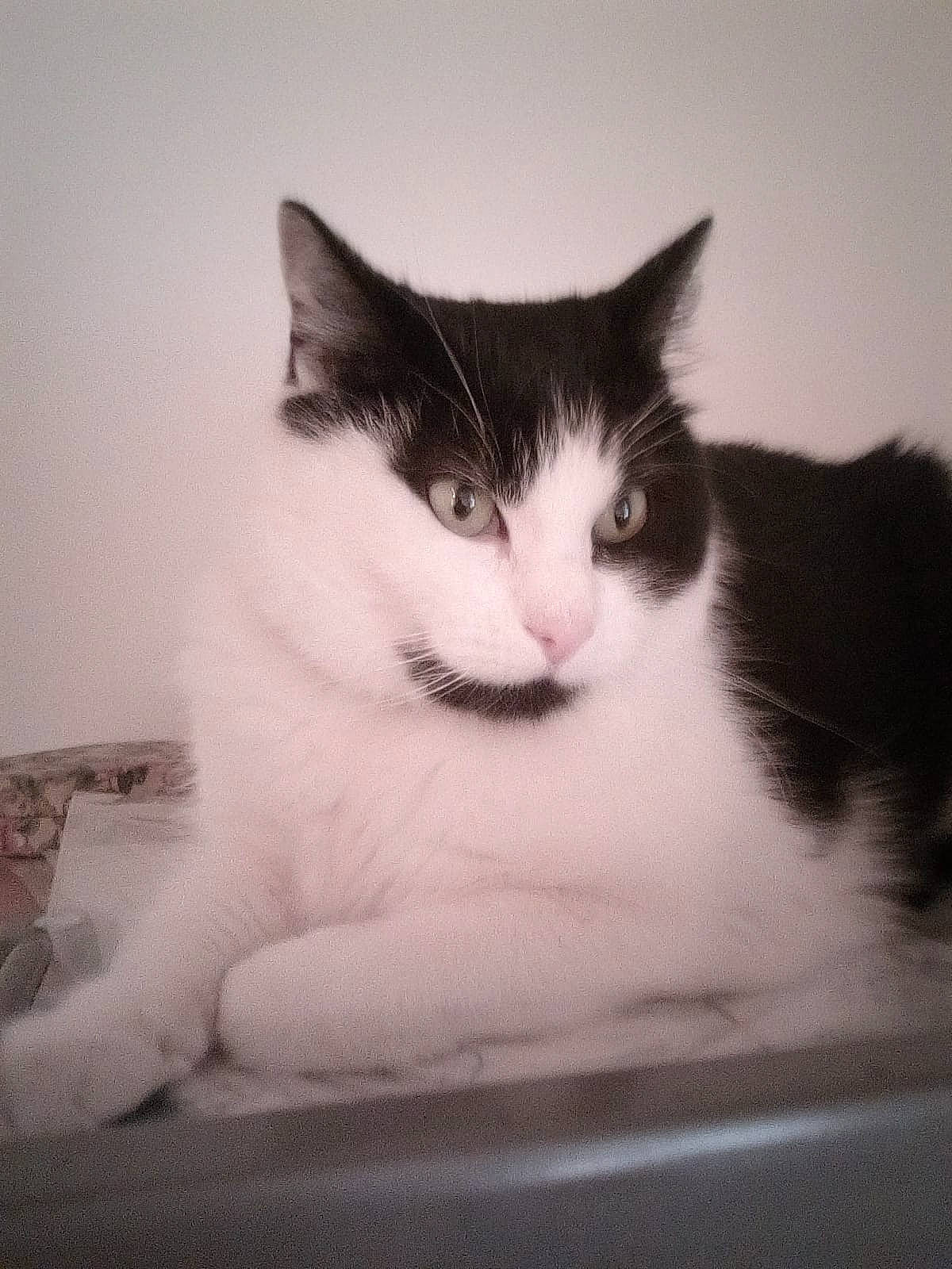 Azerty participe au concours pour gagner de l'argent avec cette photo : carnivore, cat, comfort, domestic_short_haired_cat, felidae, foot, fur, grey, human_leg, monochrome, monochrome_photography, paw, sitting, small_to_medium_sized_cats, snout, tail, tints_and_shades, tree, whiskers