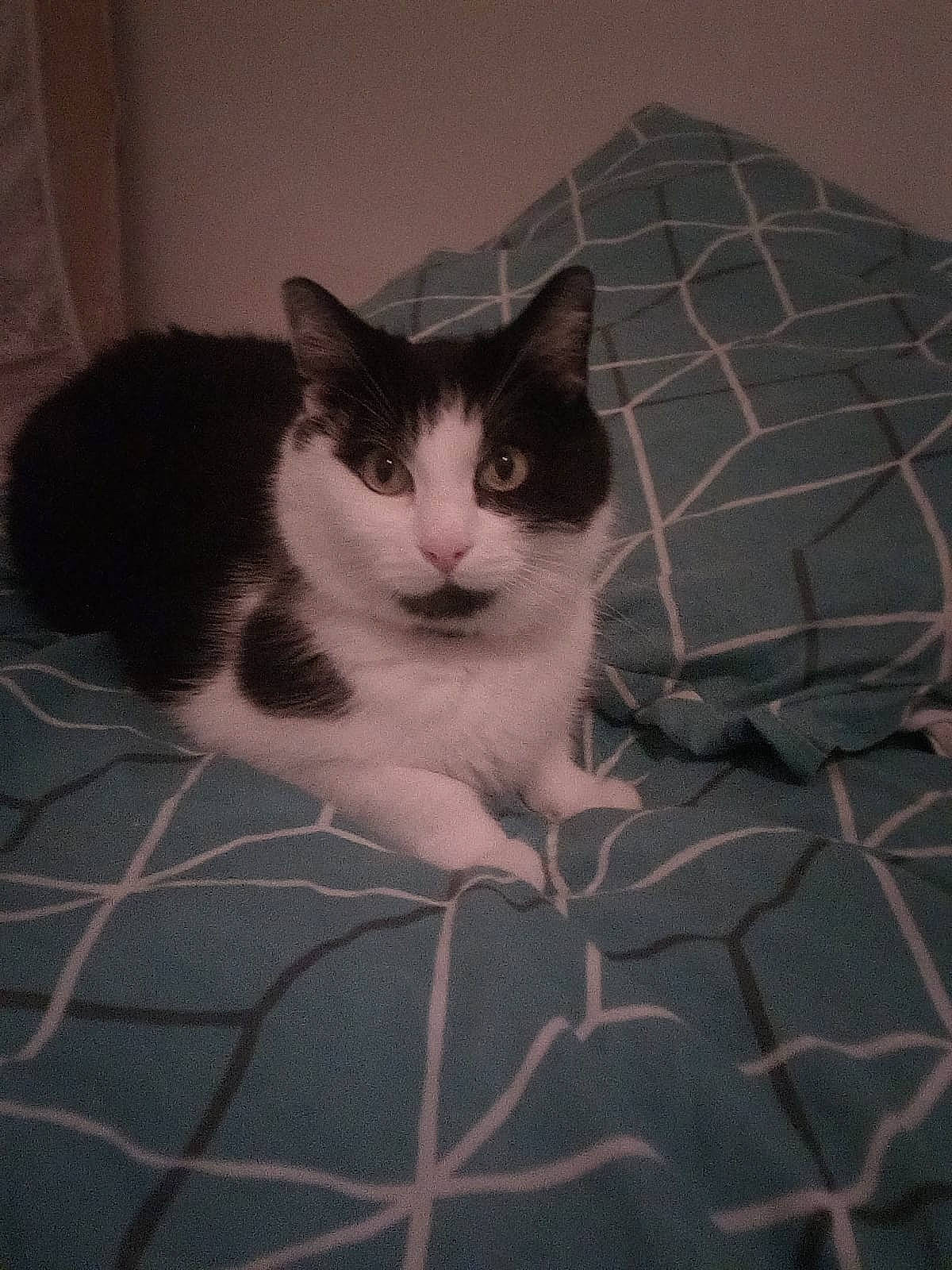 Azerty participe au concours pour gagner de l'argent avec cette photo : box, carnivore, cat, comfort, domestic_short_haired_cat, felidae, flooring, fur, grey, monochrome, monochrome_photography, pattern, paw, pet_supply, small_to_medium_sized_cats, tail, tile, tints_and_shades, whiskers