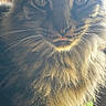 Tigger is registered to the contest to win money with this photo: animal, cat, closeup, curious, cute, domestic_cat, face, feline, fluffy, fur, green_eyes, indoor, muzzle, natural_light, pet, portrait, soft_light, tabby, tongue, whiskers