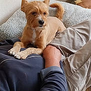 Youpi participe au concours pour gagner de l'argent avec cette photo : animal, blanket, casual_clothing, comfort, companionship, cozy, dog, ears, friendship, fur, hand, home, human, indoor, lying_down, pet, relaxing, resting, small_dog, tail