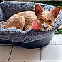 Youpi a rejoint le concours — aidez-le/la à gagner de superbes lots ! animal, brown_fur, comfortable, cozy, cute, dog, domestic, ears, floor, furry, house, indoor, nose, pet_bed, pink_toy, relaxed, resting, small_dog, tile, toy