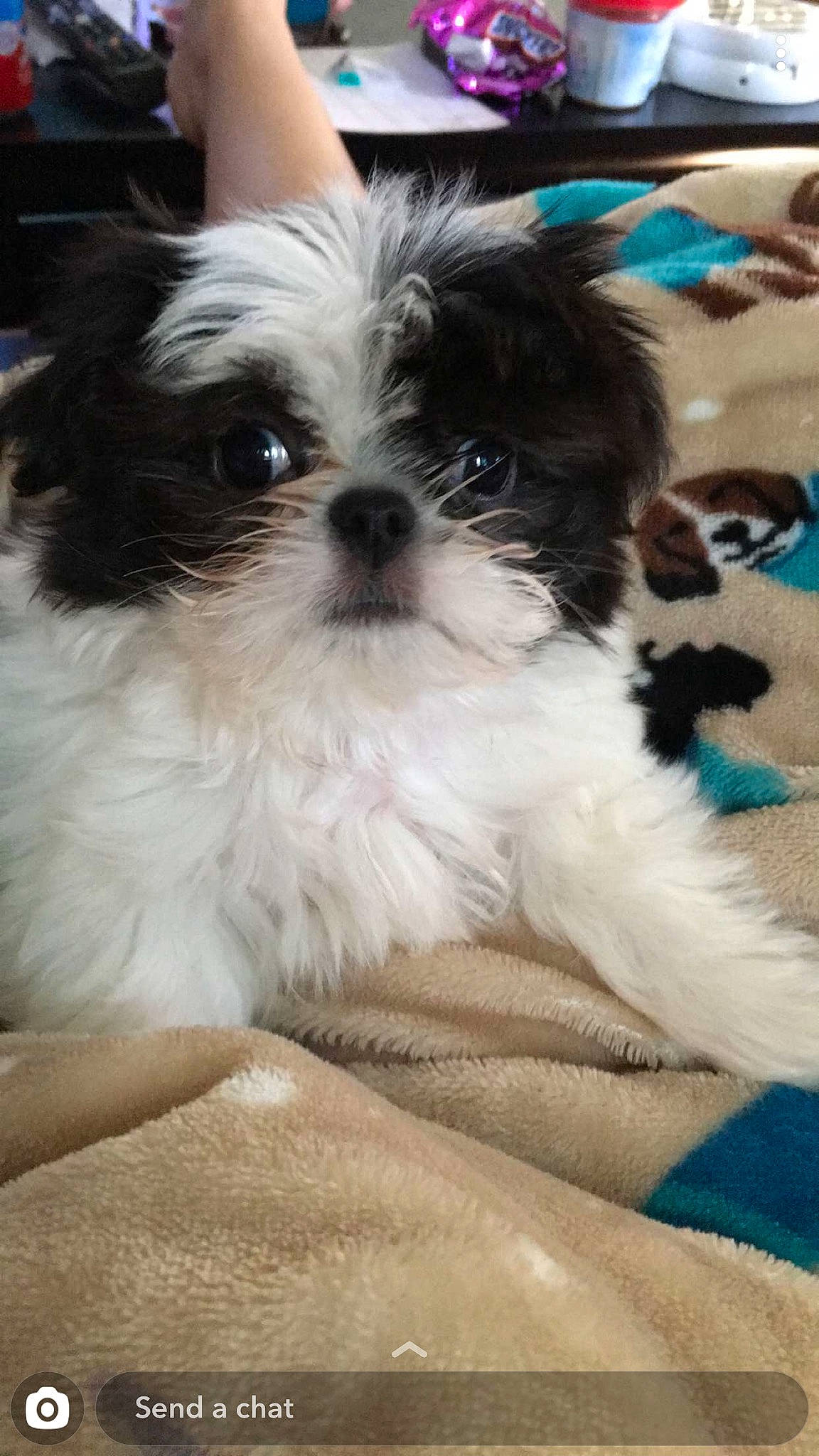 Louie is registered to the contest to win money with this photo: canidae, carnivore, comfort, companion_dog, dog, dog_breed, fur, liver, mal_shi, maltepoo, non_sporting_group, shih_poo, shih_tzu, small_terrier, snout, sporting_group, terrestrial_animal, terrier, toy_dog, working_animal