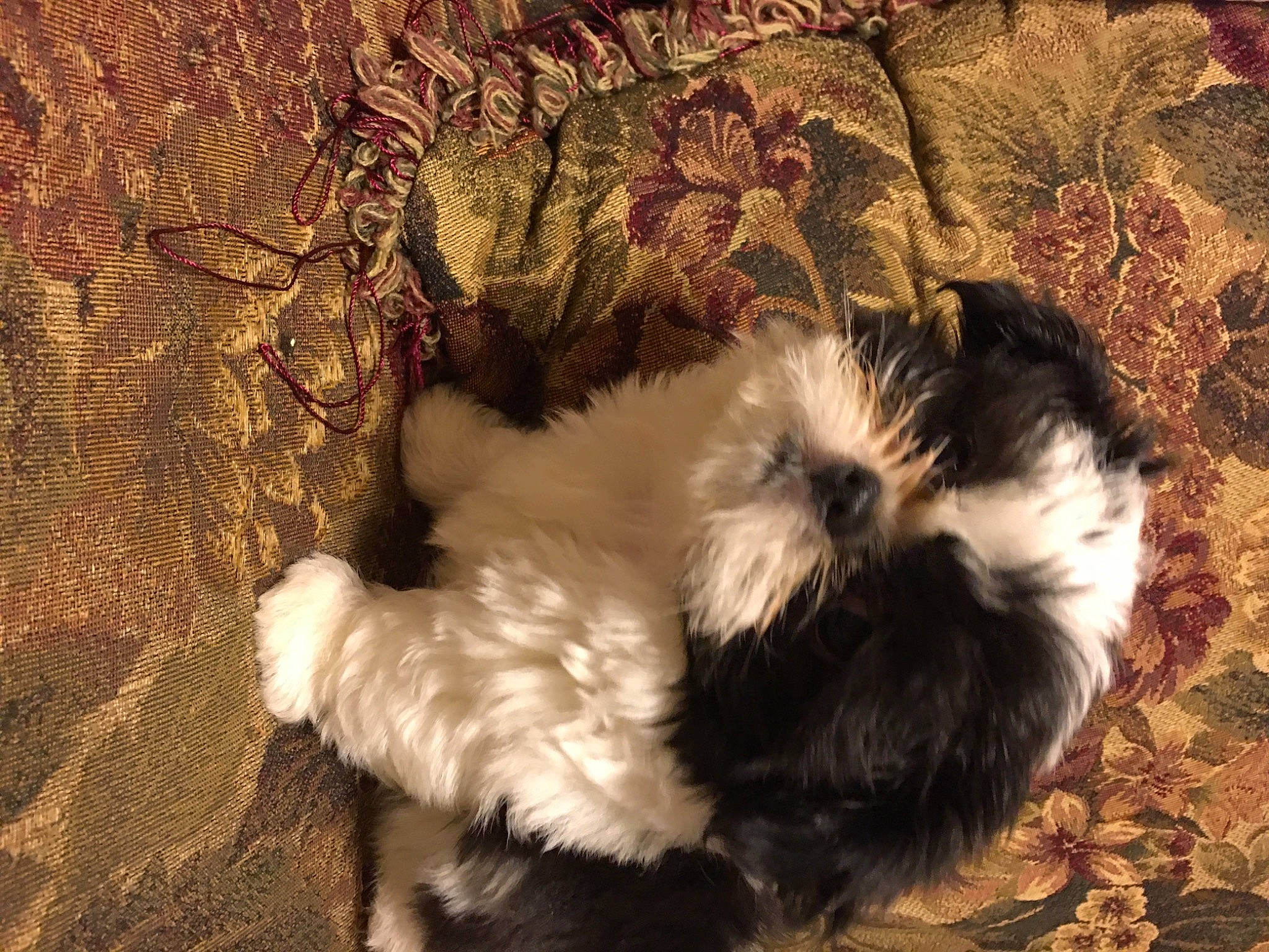 Louie is registered to the contest to win money with this photo: canidae, carnivore, companion_dog, dog, dog_breed, fawn, felidae, fur, liver, maltepoo, paw, shih_poo, shih_tzu, small_to_medium_sized_cats, sporting_group, tail, terrestrial_animal, terrier, toy_dog, whiskers