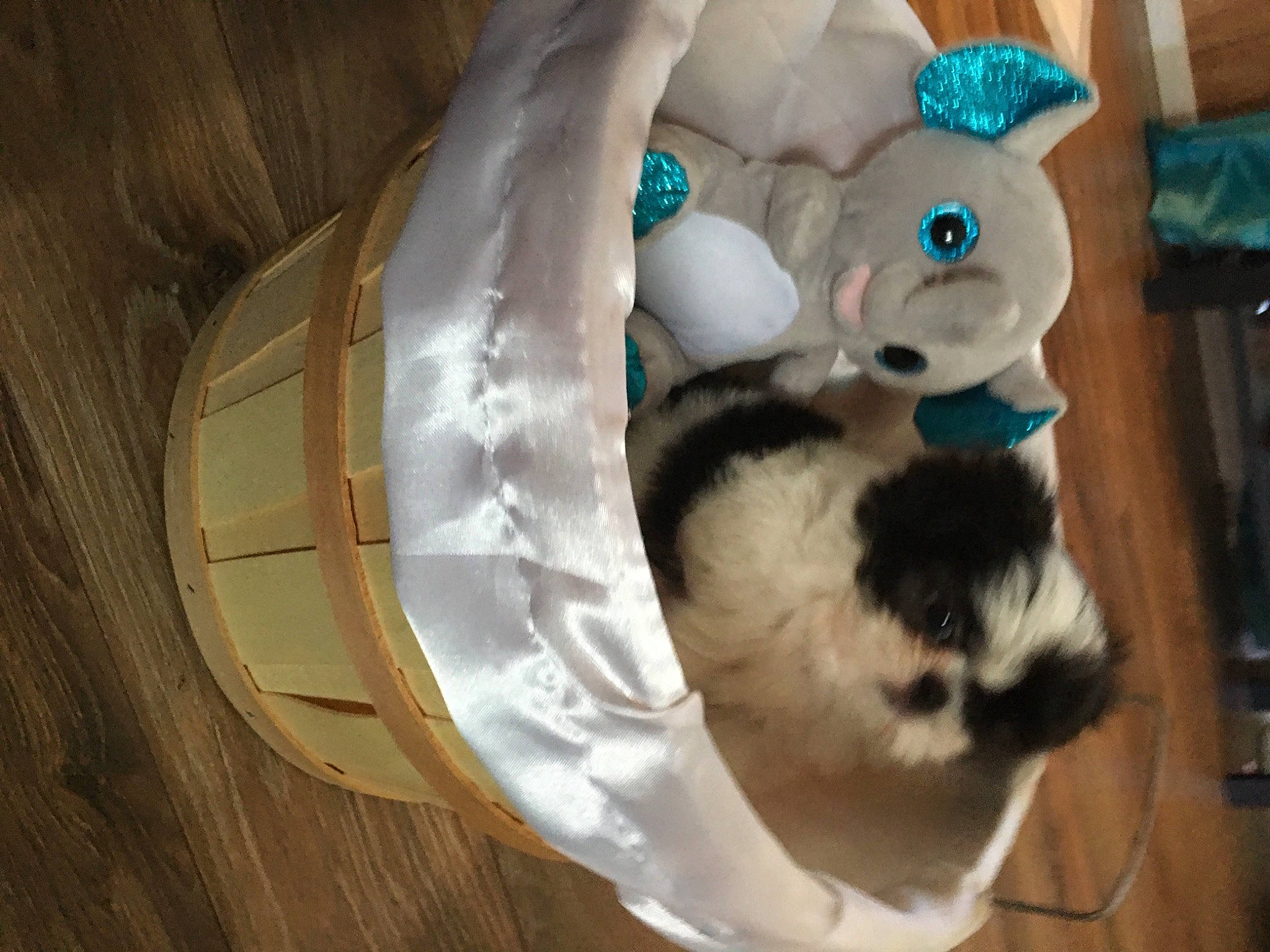 Louie is registered to the contest to win money with this photo: canidae, carnivore, cat, cat_supply, comfort, companion_dog, domestic_short_haired_cat, fawn, felidae, fur, mammal, pet_supply, small_to_medium_sized_cats, snout, stuffed_toy, tail, teddy_bear, toy, whiskers, wood
