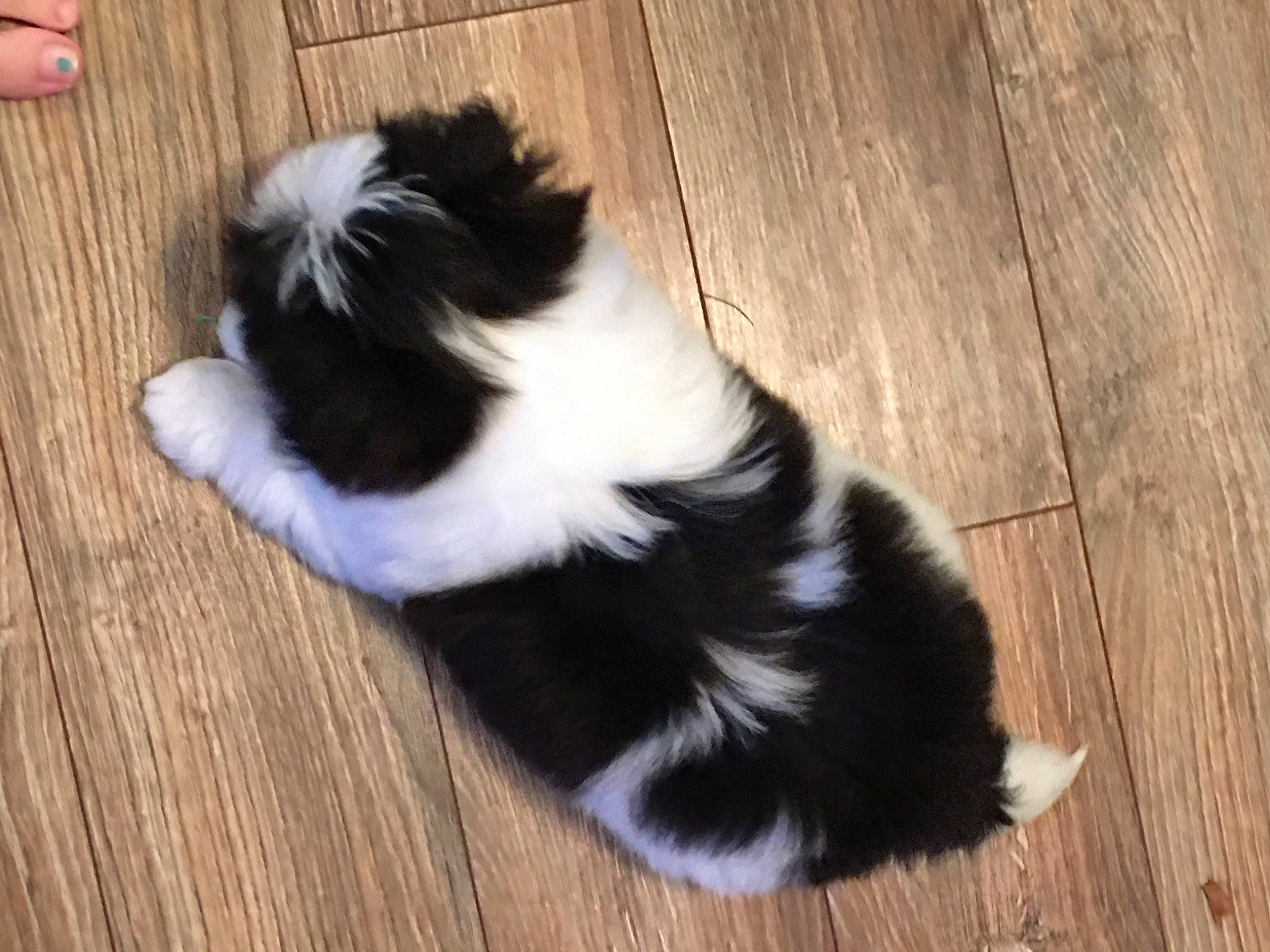 Louie joined the competition — help win amazing prizes! carnivore, cat, companion_dog, dog_breed, felidae, floor, flooring, foot, fur, hardwood, laminate_flooring, plank, small_to_medium_sized_cats, tail, terrestrial_animal, varnish, whiskers, wood, wood_flooring, wood_stain