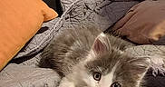 Mouchette participe au concours pour gagner de l'argent avec cette photo : kitten, cat, pet, animal, toy, blue_ball, quilt, blanket, pillow, cozy, furry, cute, indoor, resting, curious, whiskers, playful, soft, young, fur