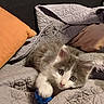 kitten, cat, pet, animal, toy, blue_ball, quilt, blanket, pillow, cozy, furry, cute, indoor, resting, curious, whiskers, playful, soft, young, fur