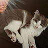 kitten, cat, animal, pet, furry, gray, white, paw, cute, young, resting, indoor, sunlight, soft, fur, curious, closeup, mammal, whiskers, relaxed