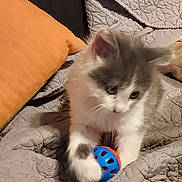 Mouchette participe au concours pour gagner de l'argent avec cette photo : kitten, cat, pet, playing, toy, ball, quilt, blanket, orange_pillow, indoor, furry, cute, animal, small, young, cozy, soft, white, gray, paw