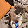 kitten, cat, pet, playing, toy, ball, quilt, blanket, orange_pillow, indoor, furry, cute, animal, small, young, cozy, soft, white, gray, paw