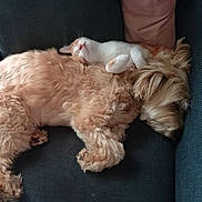 Simba a rejoint le concours — aidez-le/la à gagner de superbes lots ! dog, cat, sleeping, couch, pet, fur, snuggling, animal, friendship, resting, cozy, indoors, cute, companion, relaxing, fluffy, domestic, mammal, comfort, nap