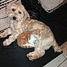 Simba a rejoint le concours — aidez-le/la à gagner de superbes lots ! dog, cat, kitten, pet, animal, fur, cuddling, resting, pillows, blanket, indoor, cozy, cute, companions, black_background, light_brown_dog, orange_white_cat, floor_tiles, relaxation, friendship