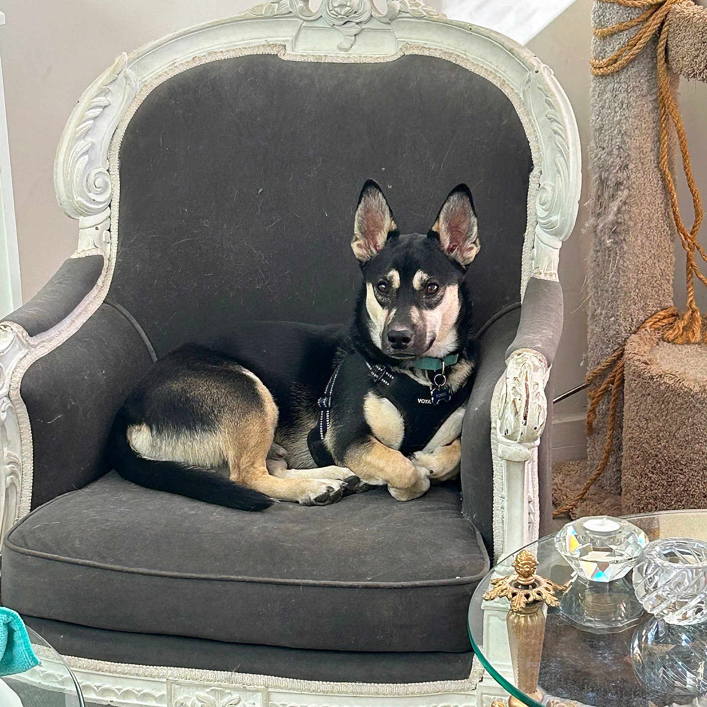 Romeo joined the competition — help win amazing prizes! adult, animal, canine, chair, chaise, couch, dog, dogbed, furniture, head, husky, male, man, person, pet, puppy