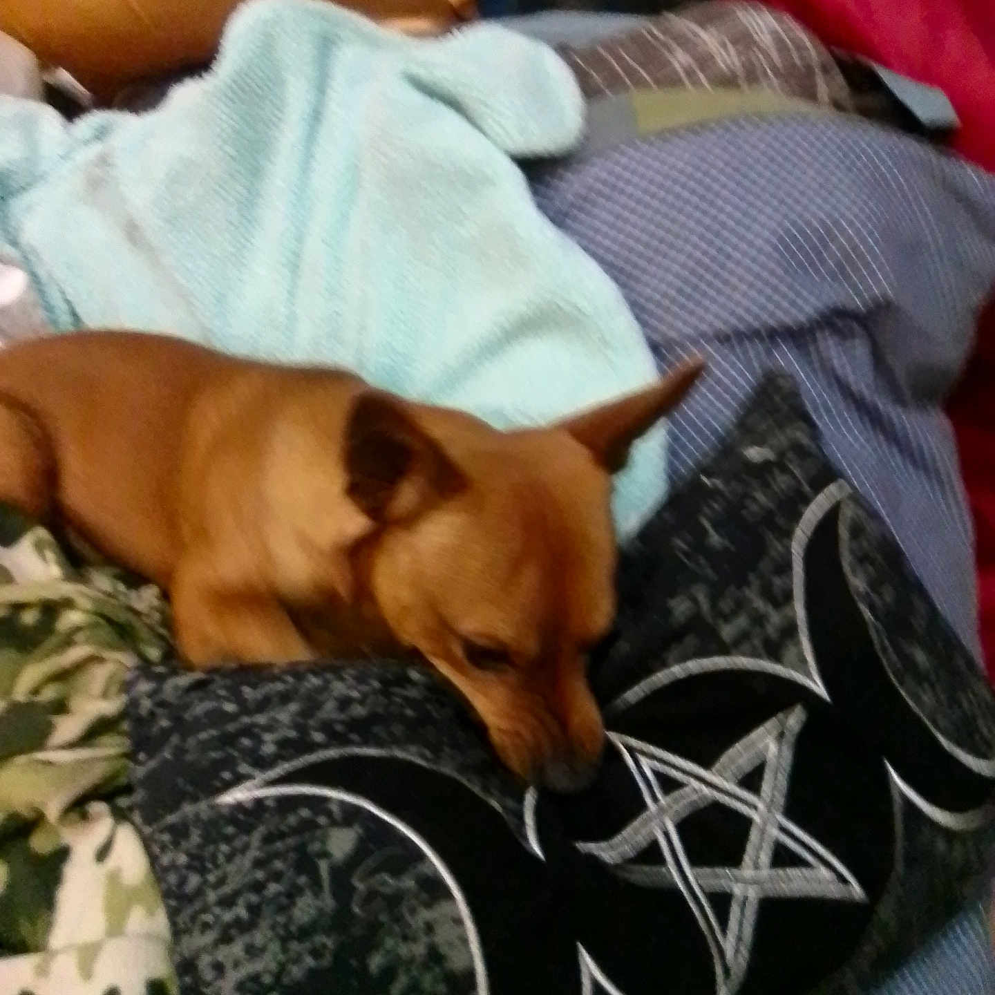 Charley is registered to the contest to win money with this photo: animal, bed, bedroom, blanket, canine, chihuahua, couch, cushion, dog, food, fruit, furniture, homedecor, linen, pet, pillow, pineapple, plant, produce, puppy