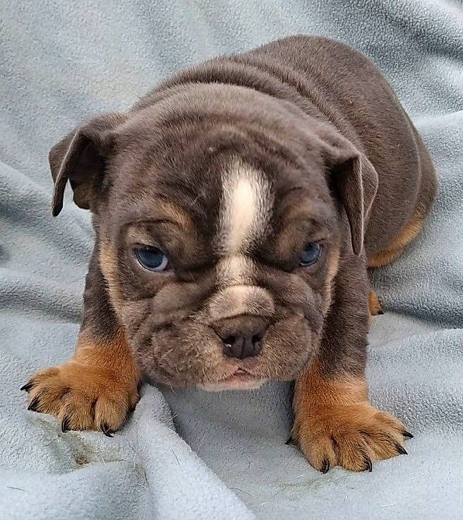 Ariel is registered to the contest to win money with this photo: bulldog, canidae, carnivore, companion_dog, dog, dog_breed, fawn, fur, liver, molosser, paw, puppy_love, snout, sporting_group, terrestrial_animal, toy_dog, whiskers, working_animal, working_dog, wrinkle