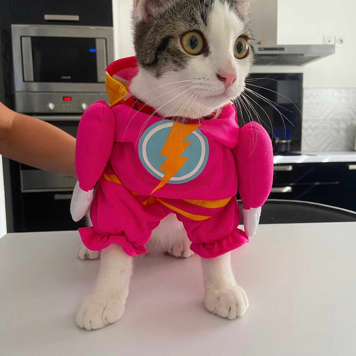 Gulio a rejoint le concours — aidez-le/la à gagner de superbes lots ! adult, animal, appliance, cat, clothing, costume, device, electricaldevice, face, head, indoors, interiordesign, male, man, microwave, oven, person, pet, photography, portrait